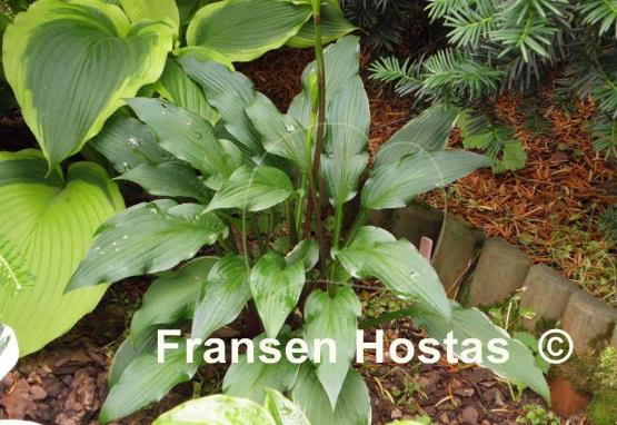 Hosta Sea Octopus