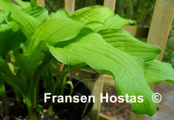 Hosta Sea Octopus