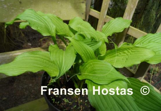 Hosta Sea Octopus