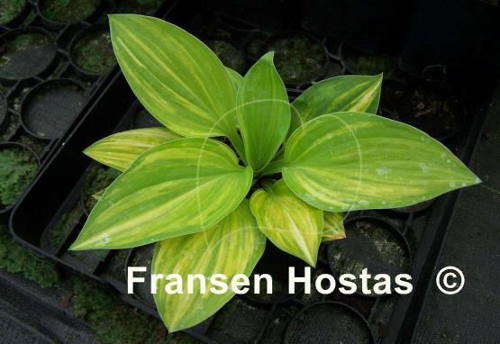 Hosta Sea Prize