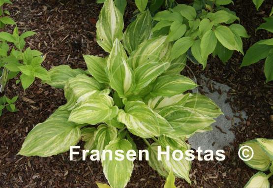 Hosta Sea Sunrise