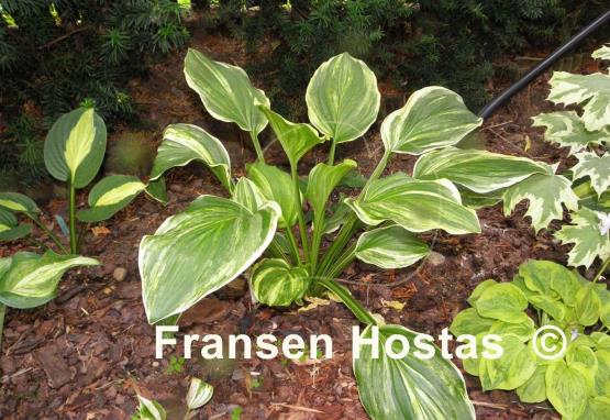 Hosta Sea Sunrise