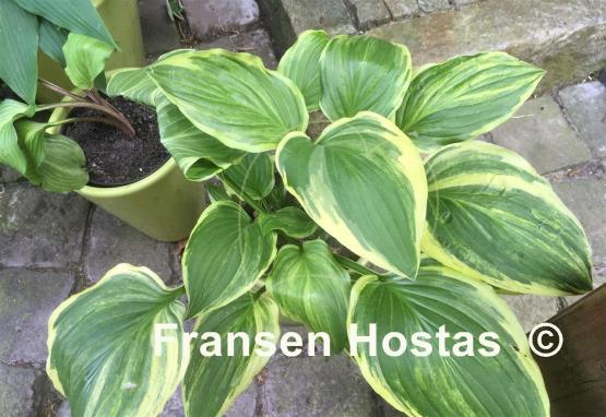 Hosta Sea Sunrise