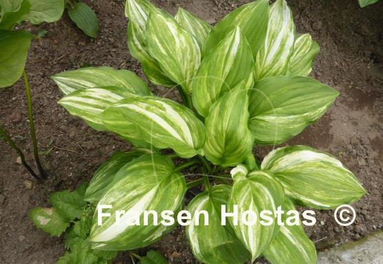 Hosta Sea Sunrise