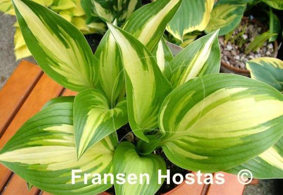 Hosta Sea Thunder
