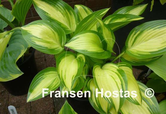 Hosta Sea Thunder
