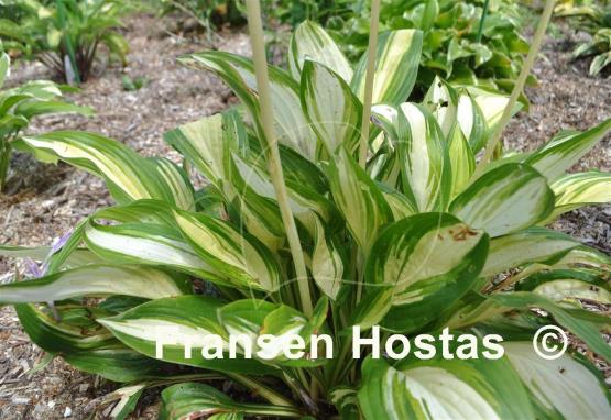 Hosta Sea Thunder