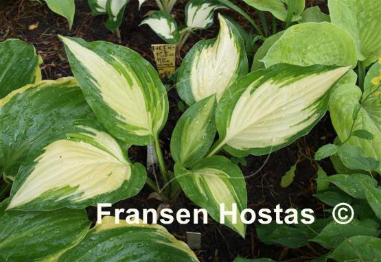Hosta Sea Thunder
