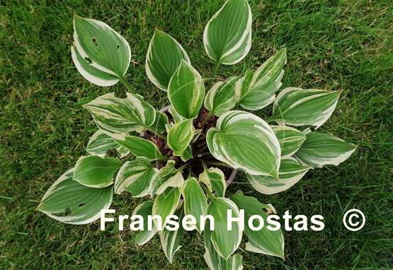 Hosta Searchlight