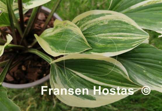 Hosta Searchlight