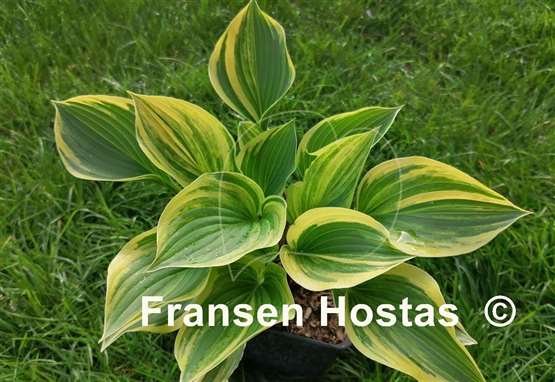 Hosta Searchlight