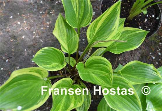 Hosta Searchlight