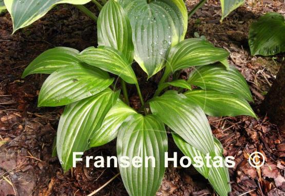 Hosta Searing Flame