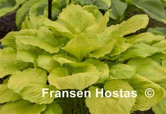 Hosta Seasons in the Sun