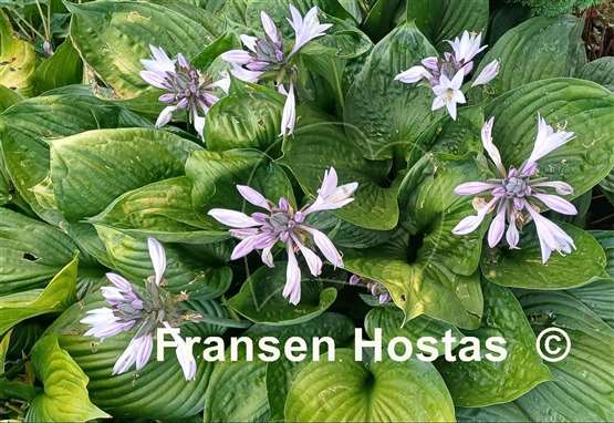 Hosta Second Wind