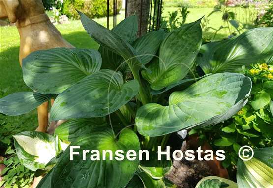 Hosta Second Wind