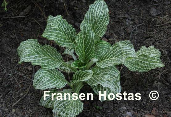 Hosta Second Coming