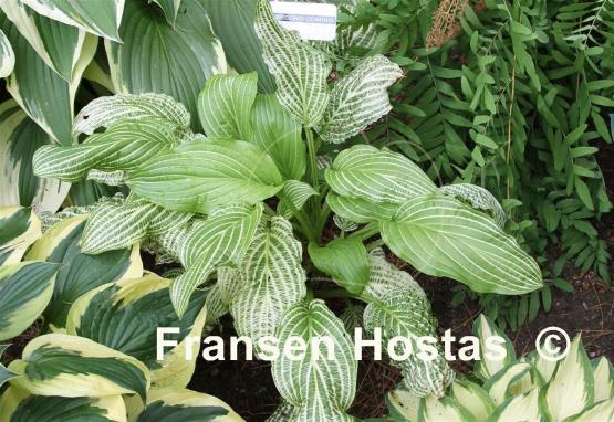 Hosta Second Coming