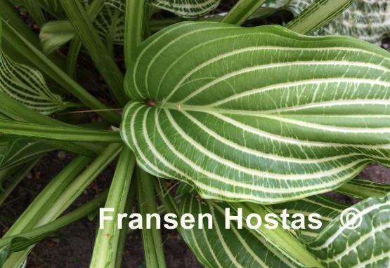 Hosta Second Coming