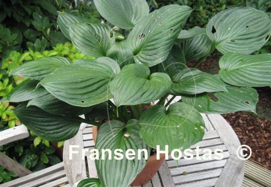 Hosta Second Wind