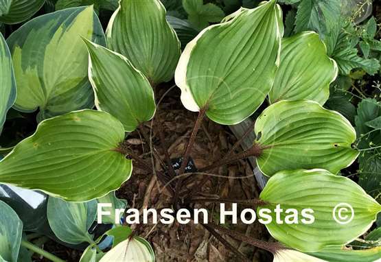 Hosta Secret Treasure