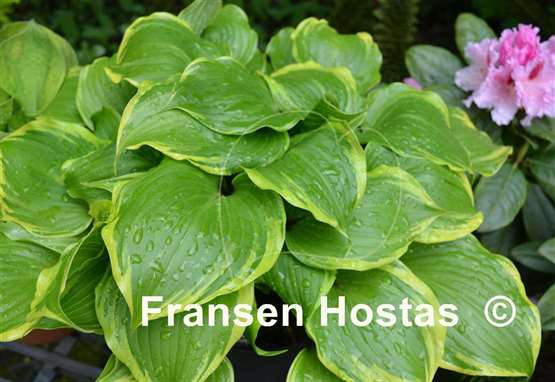 Hosta Secret Treasure