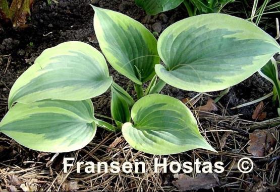 Hosta Secret Ambition