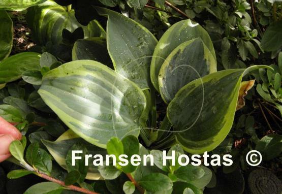 Hosta Secret Ambition