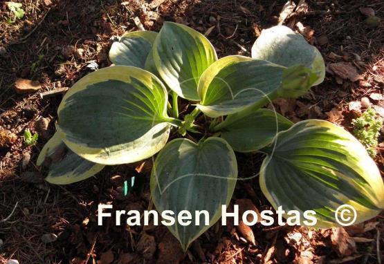 Hosta Secret Ambition