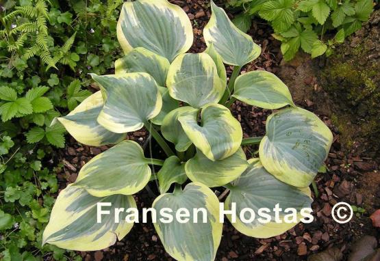 Hosta Secret Ambition