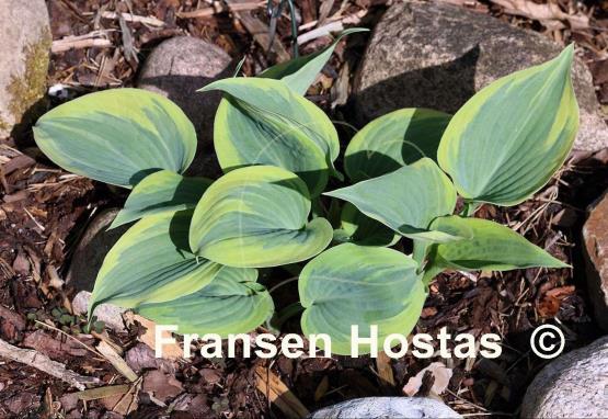 Hosta Secret Ambition