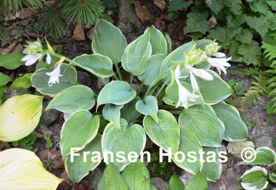 Hosta Secret Love