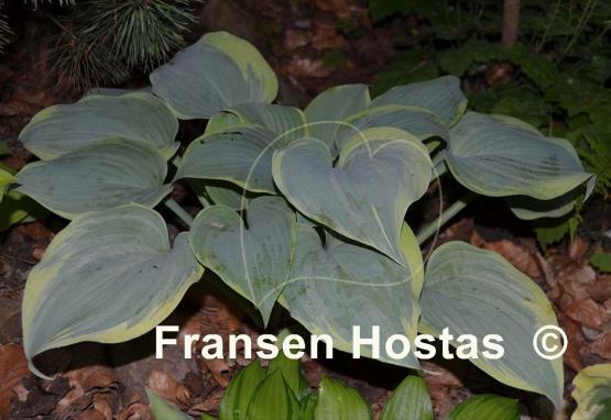 Hosta Secret Love
