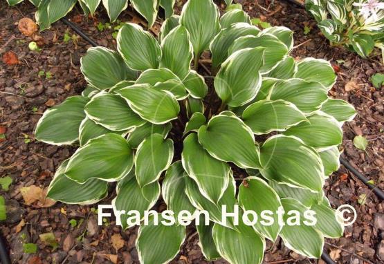 Hosta Secret Treasure