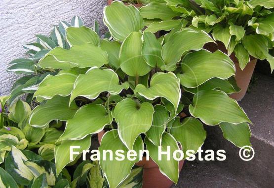 Hosta Secret Treasure