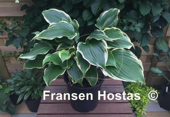 Hosta Secret Treasure