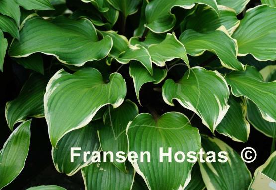 Hosta Secret Treasure
