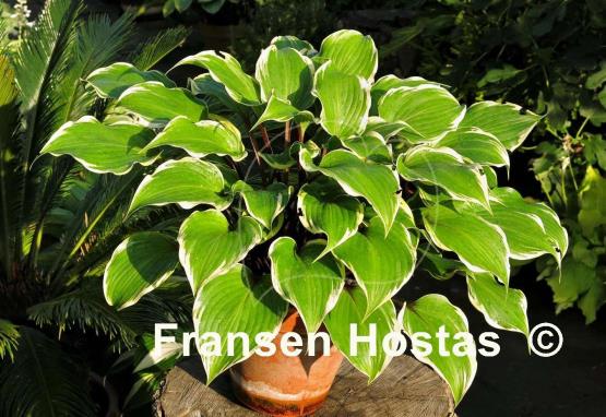 Hosta Secret Treasure