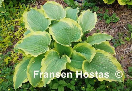Hosta Seducer
