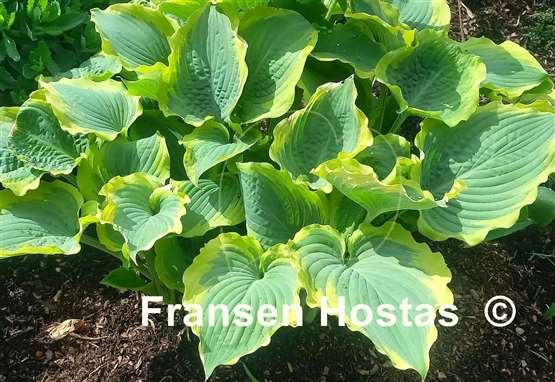 Hosta Seducer