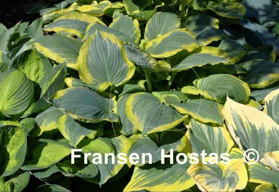 Hosta Seducer