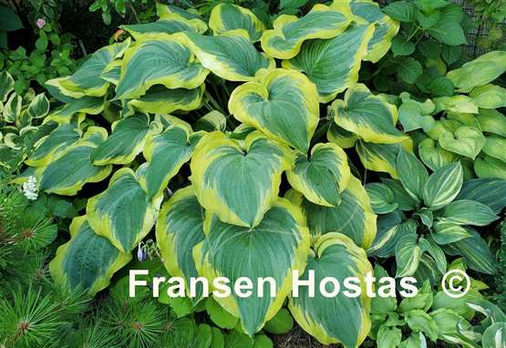 Hosta Seducer