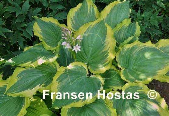 Hosta Seducer