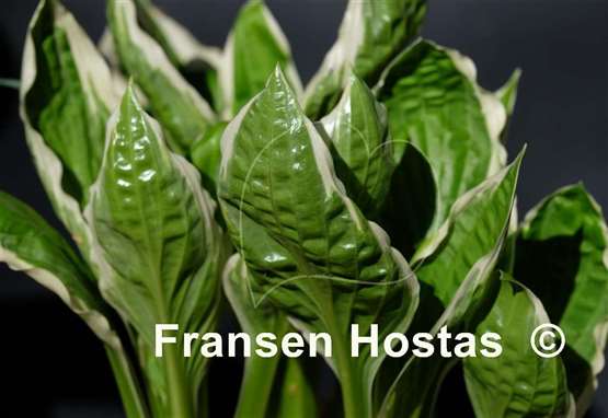 Hosta See saw