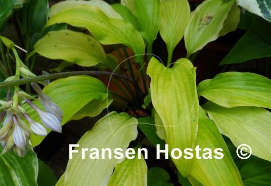 Hosta See No Evil