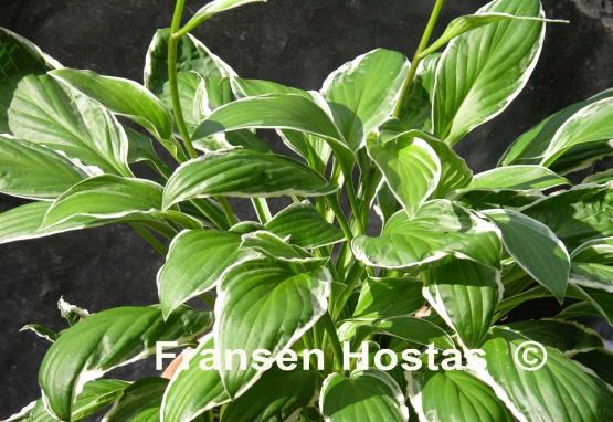 Hosta See Saw