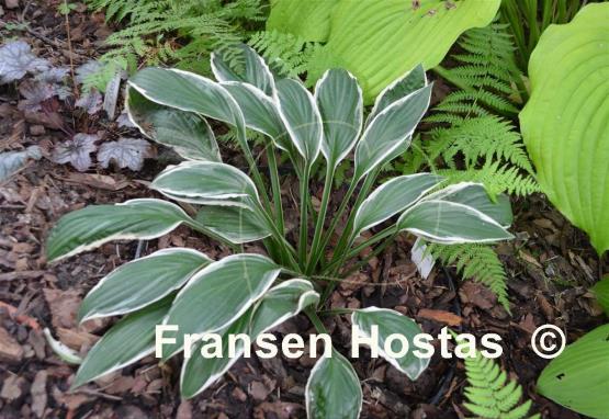 Hosta See Saw