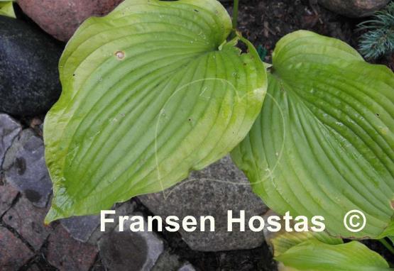 Hosta Sentimental Journey