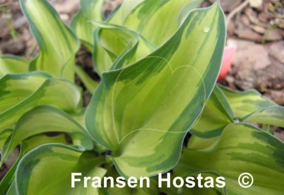 Hosta Serendipity Singer