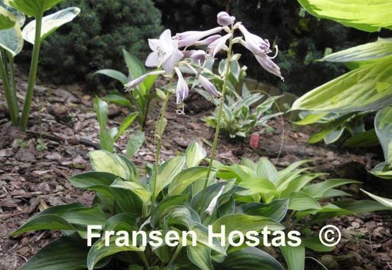 Hosta Serendipity Singer